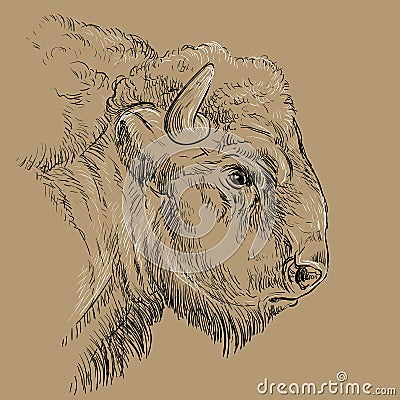 Thoughtful portrait of bison hand drawing illustration brown Vector Illustration