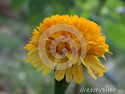 Beautiful yellow color marigold flower Stock Photo