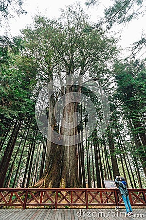 Thousand year cypress with tourist taking a photo in Alishan National Forest Recreation Area in winter in Chiayi County, Alishan. Editorial Stock Photo