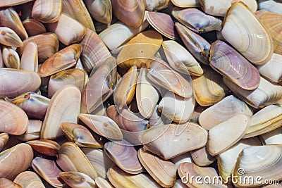 Thousands of Abrupt Wedge Shells in a container after harvest Stock Photo