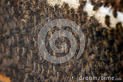 Thousands of bees on honeycombs with honey. Bees collecting nectar and putting into hexagonal cells after returning to beehive Stock Photo
