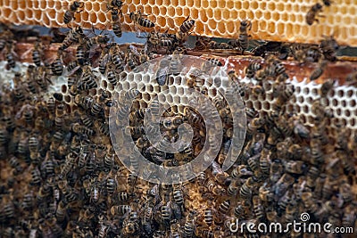 Thousands of bees on honeycombs with honey. Bees collecting nectar and putting into hexagonal cells after returning to beehive Stock Photo