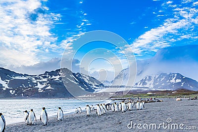 Thousands of King Penguins march for cover of the oncoming katabatic winds Stock Photo