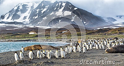 Thousands of King Penguins run from Kabaltic winds in St. Andrews Bay, South Georgia Stock Photo