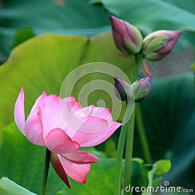 Thousands of petal lotus cncondom is a rare variety of lotus Stock Photo