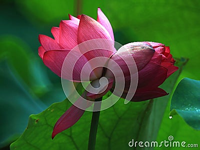 Thousands of petal lotus cncondom is a rare variety of lotus Stock Photo