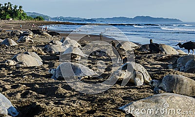 Thousands of sea turtles lay eggs during the day - Arribada in Ostional Editorial Stock Photo