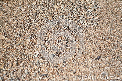 Thousands small seashells on sand beach, top view. Shell beach background for a post, screensaver, wallpaper, postcard Stock Photo