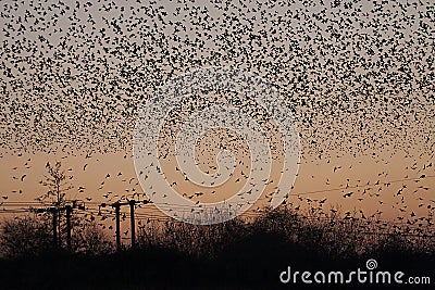 Starling birds Stock Photo