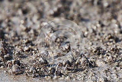Thousands of tiny sand bubbler crabs flock from the beach into water on tropical island Ko Lanta Stock Photo