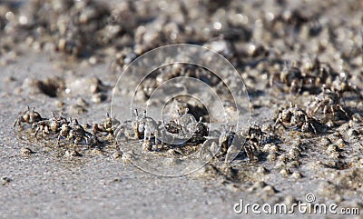 Thousands of tiny sand bubbler crabs flock from the beach into water on tropical island Ko Lanta Stock Photo