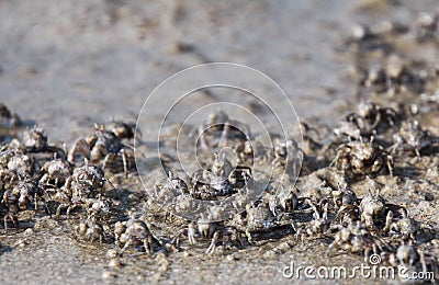 Thousands of tiny sand bubbler crabs flock from the beach into water on tropical island Ko Lanta Stock Photo