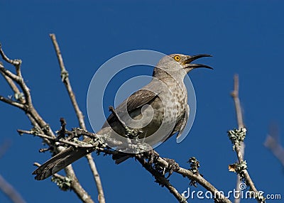 Thrasher against blue sky Stock Photo