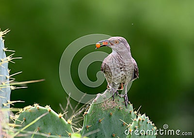 Thrasher on a cactus Stock Photo