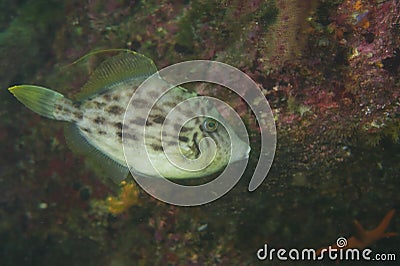 Thread-Sail Filefish-Stephanolepis cirrhifer Stock Photo
