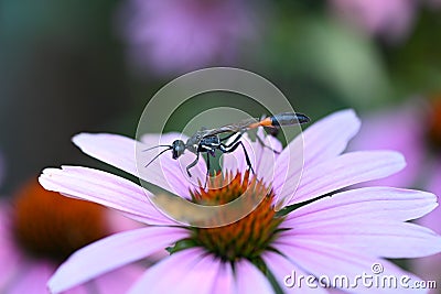 Thread Waisted Wasp Stock Photo