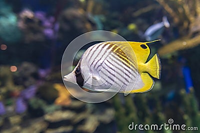 The threadfin butterflyfish Chaetodon auriga is a species of butterflyfish family Chaetodontidae. Stock Photo