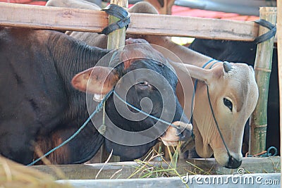 two cows for qurban are eating grass in the barn Stock Photo