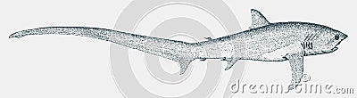 Threatened common thresher, a shark from the tropical waters in side view Vector Illustration