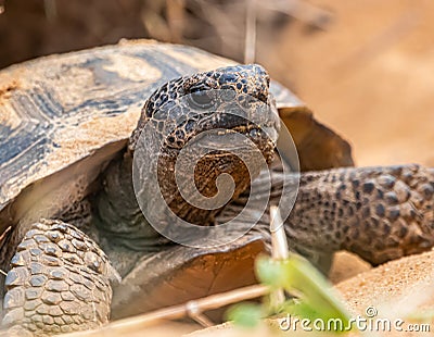 The Threatened Florida Gopher Tortoise Stock Photo