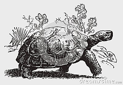 Endangered galapagos giant tortoise, chelonoidis, walking in front of cactus plants Vector Illustration