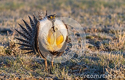 A Threatened Greater Sage Grouse Displaying Air Sacs on a Breeding Lek Stock Photo