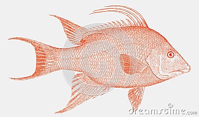 Threatened hogfish from the Atlantic in side view Vector Illustration