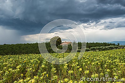 A threatening dark thundercloud moves over sunflower field Stock Photo