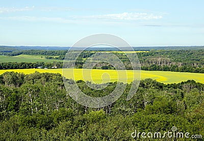 Clouds over yellow canola field in southern Manitoba Stock Photo