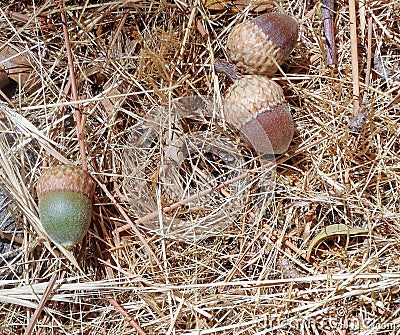 Three Acorns Quercus on Pine needles Stock Photo