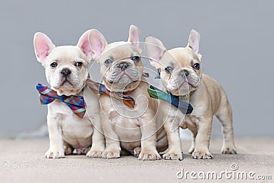 Three adorable lilac fawn colored French Bulldog dog puppies wearing matching bowties Stock Photo
