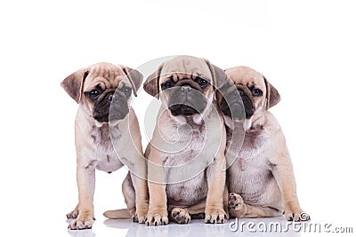 Three adorable pug friends looking sad and depressed Stock Photo