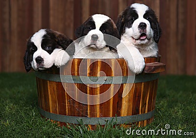 Three Adorable Saint Bernard Puppies in a Barrel Stock Photo