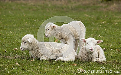 Three adorable white lambs relaxing in grass Stock Photo