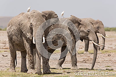 Three adult African Elephants in Amboseli, Kenya Stock Photo