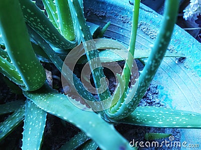 three aloe vera plants in green pots and there are thorns on the edges Stock Photo