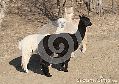 Three alpacas on bare ground Stock Photo