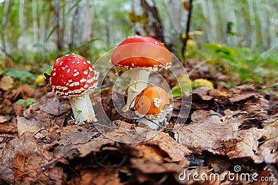 Three Amanita muscaria or fly agaric fungus in nature Stock Photo