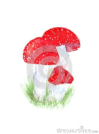 Three amanitas with bright red cups and white drops. Watercolor illustration on white background. Toxic mushrooms Cartoon Illustration