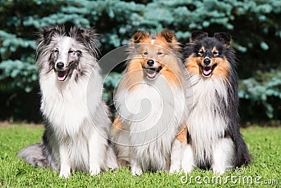 Three amazing shetland sheepdogs of different colored coat Stock Photo