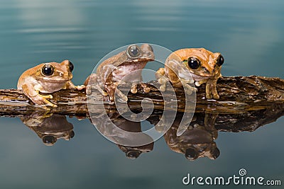 Three Amazon milk frogs on a log Stock Photo