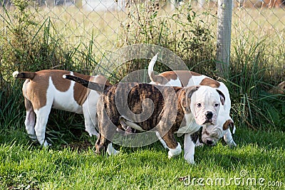 Three American Bulldog puppies dogs are playing Stock Photo