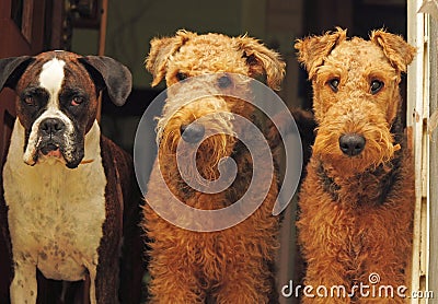 The three amigos-different breed dogs,best friends Stock Photo