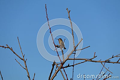 California Wildlife Series - Anna's Hummingbird - Calypte Anna Stock Photo