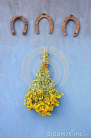 Three antique horseshoe and bunch st. Johns wort flowers on wall Stock Photo