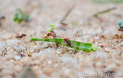 Three ants trying to carry a piece of leaf in the sand. close. team work. Stock Photo