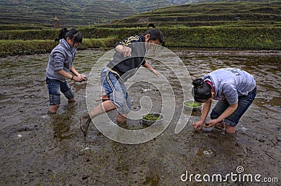 Three Asian teen girl busy planting rice in paddy field. Editorial Stock Photo