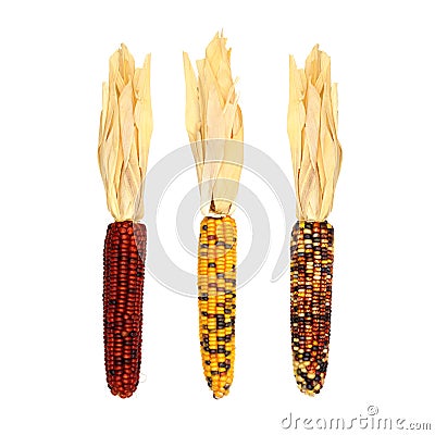 Autumn dried corn husks isolated on white Stock Photo