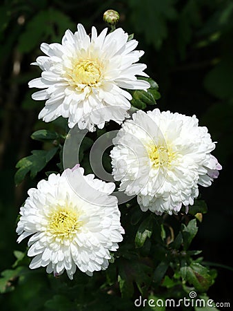 Three asters Stock Photo