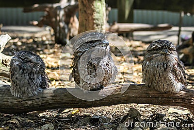 Three australian frogmouth owls sitting on the branch, Sydney Australia Stock Photo